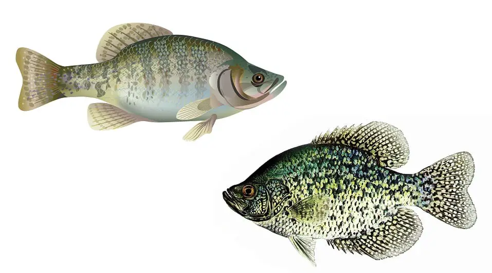 Crappie Species