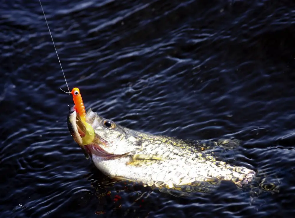Trolling for Crappie Quick and Easy Technique