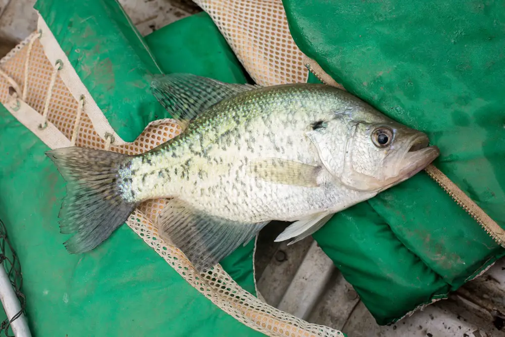 Arkansas Crappie Fishing Tips