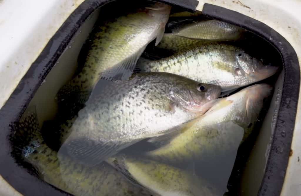 What Is The Best Barometric Pressure For Crappie Fishing