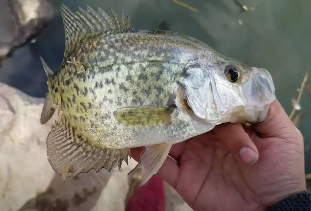 crappie fishing tips