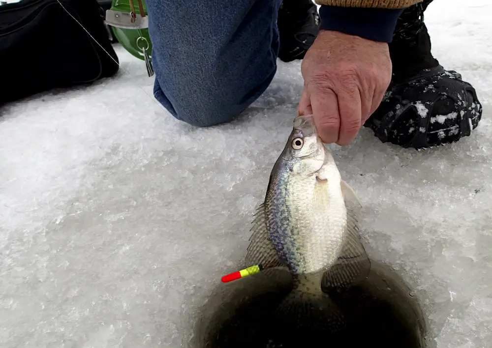 Crappie Fishing In February