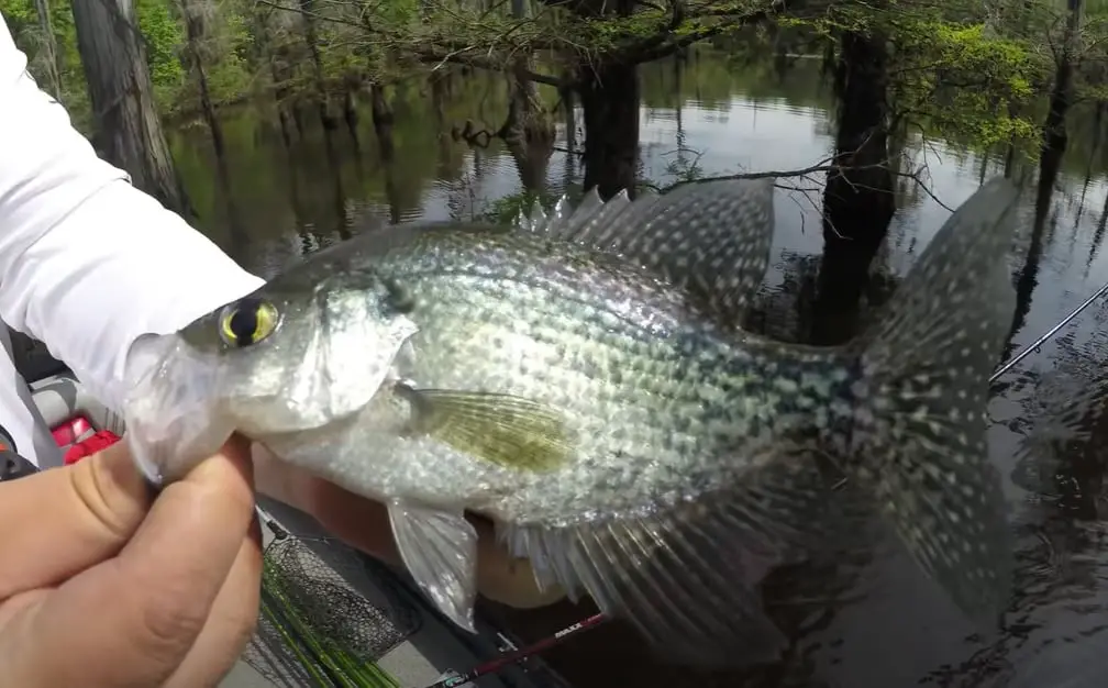 Crappie Fishing in Alabama Tips