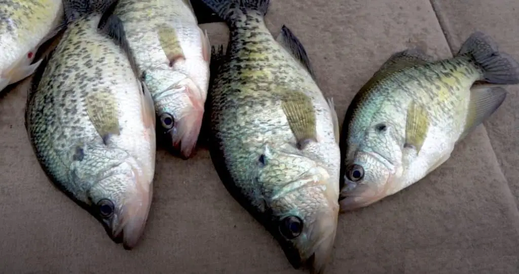 Crappie Fishing in Texas Tips