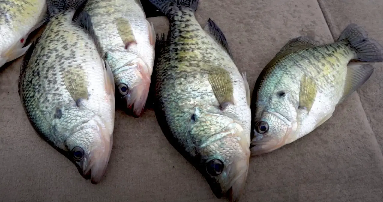 Crappie Fishing in Texas Tips (Free Guides)