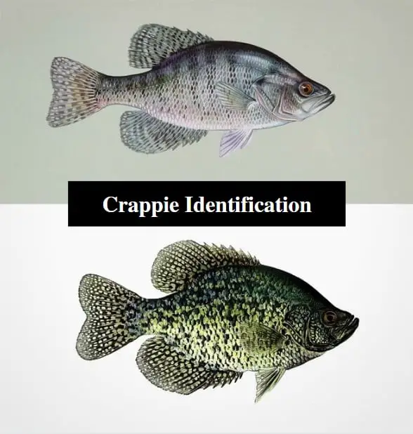 Crappie Identification