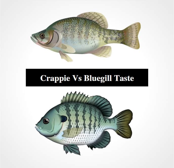 bluegill vs sunfish