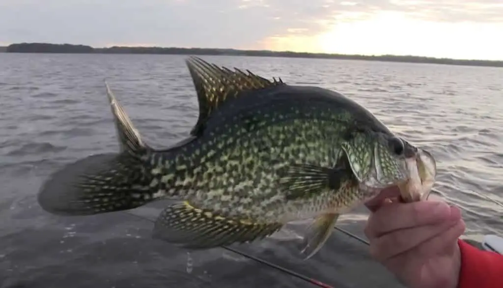 Florida Crappie Fishing Tips
