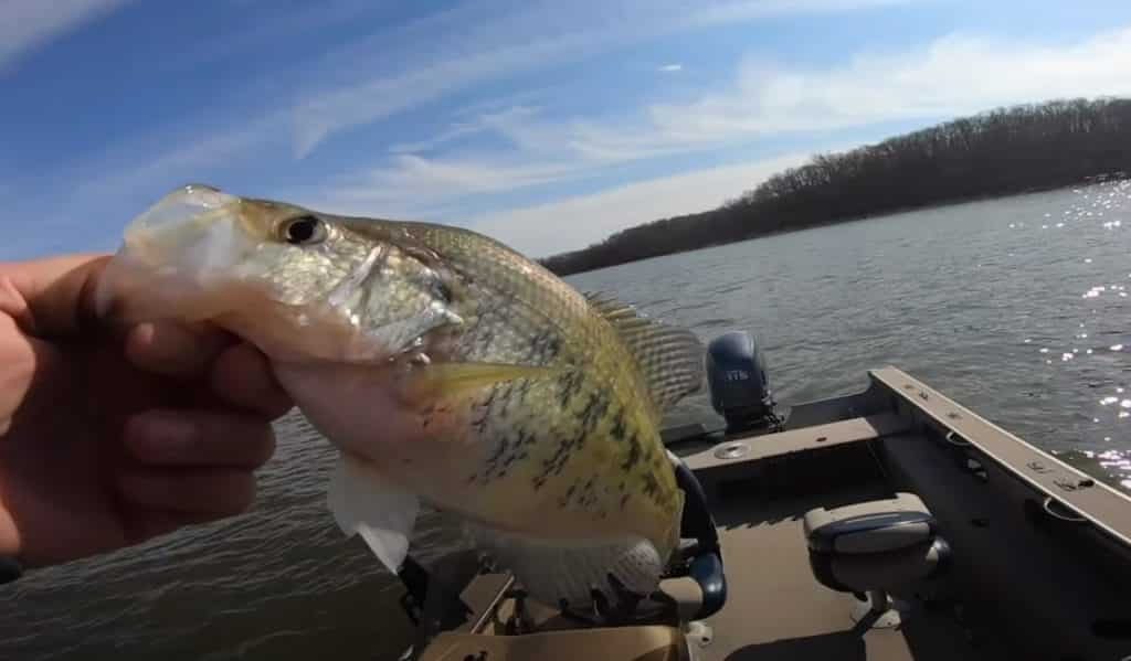 Freshwater Crappie