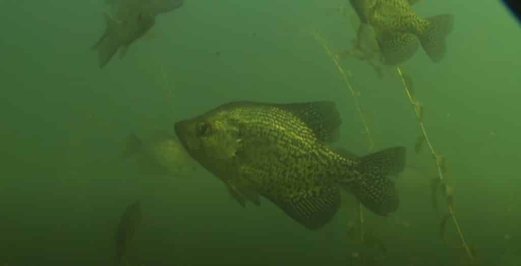 How Many Times Do Crappies Spawn Each Year