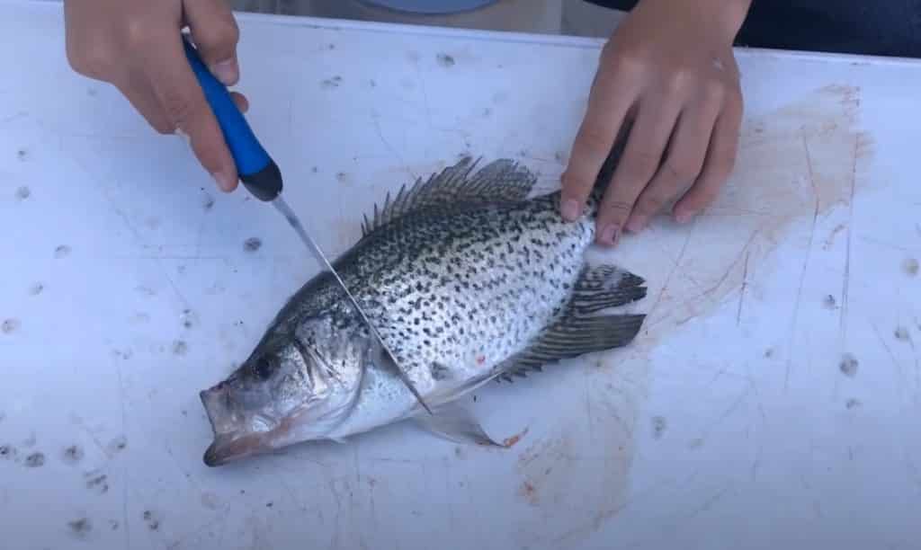 How To Clean Crappie Fish