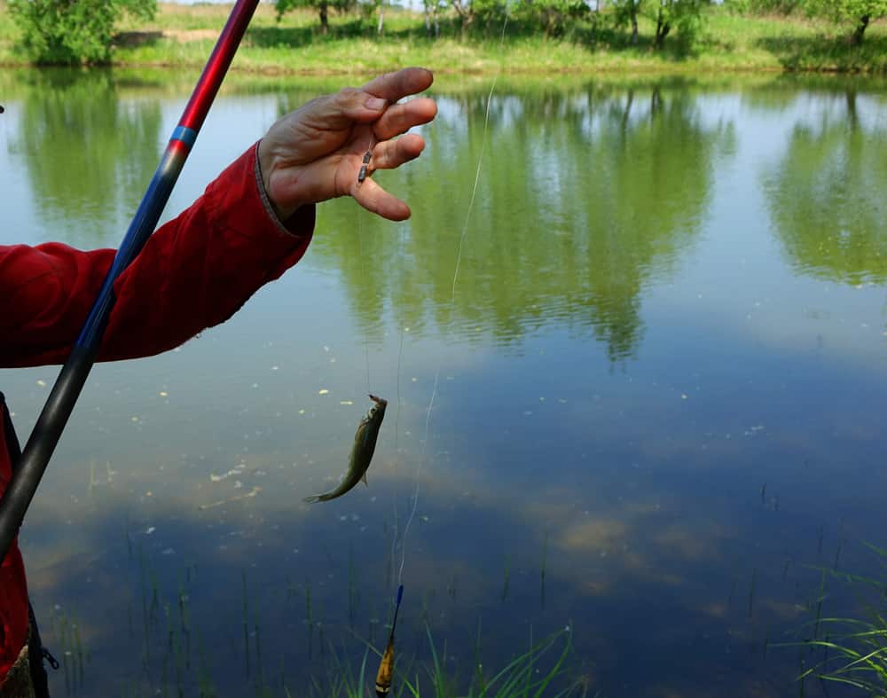 How to Hook a Minnow for Crappie Fishing 