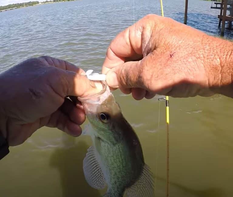 How To Jig For Crappie From The Bank