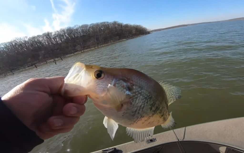 Kansas Crappie Fishing Tips
