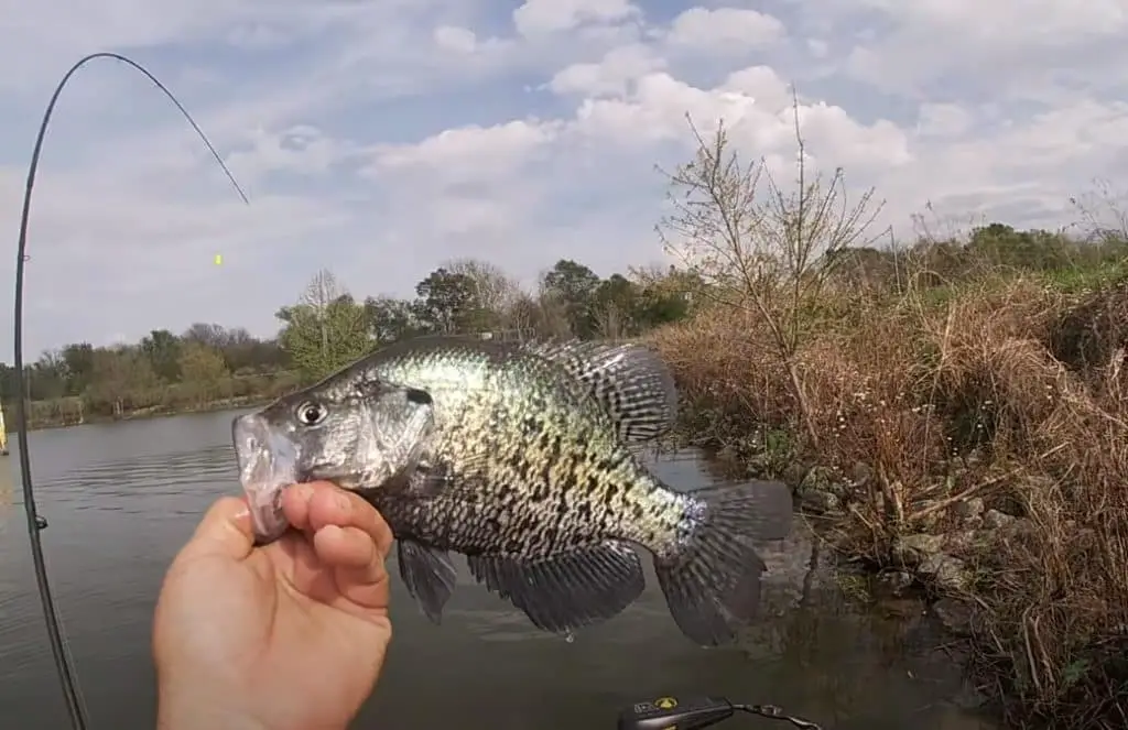 Louisiana Crappie Fishing Tips