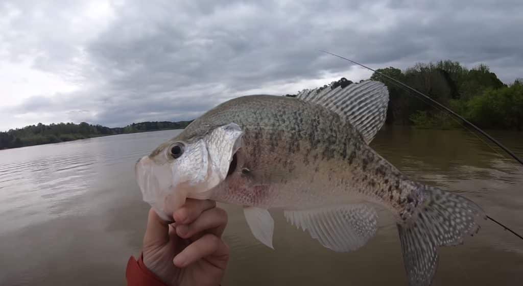 Mississippi Crappie Fishing Tips
