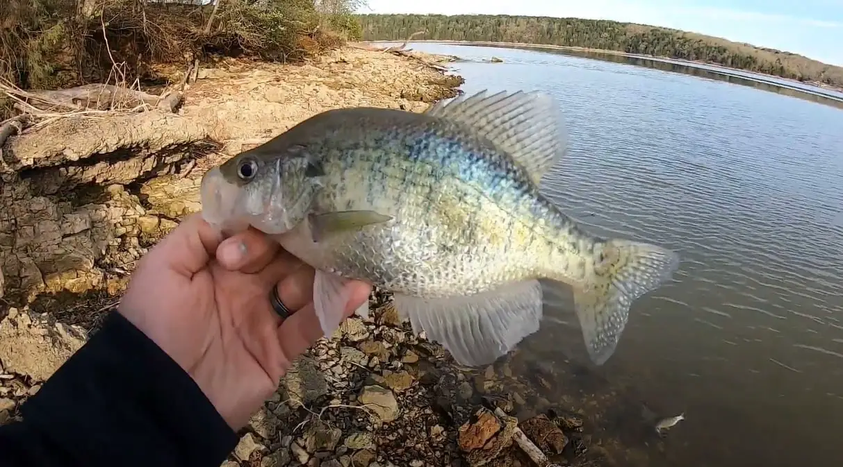 Missouri Crappie Fishing Tips