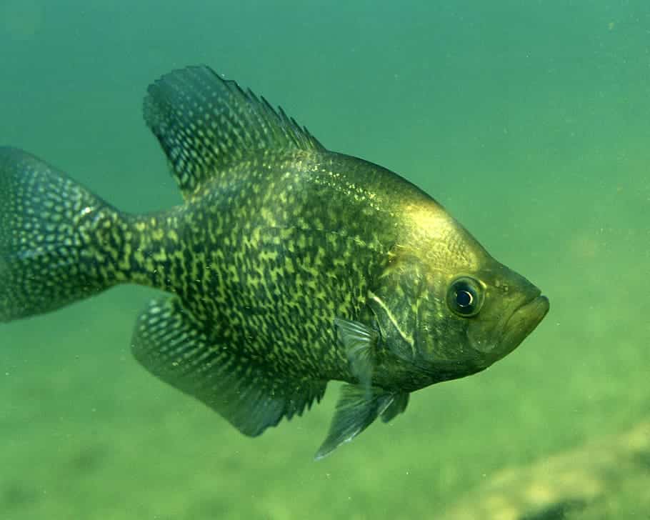 Night Fishing For Crappie In Summer