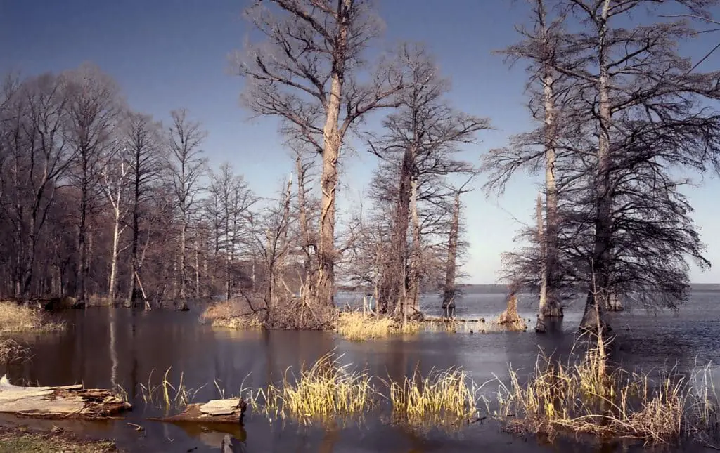 Reelfoot Lake Crappie Fishing