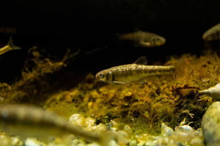 What Do Minnows Eat?