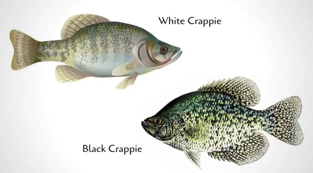 What Does a Crappie Fish Look Like