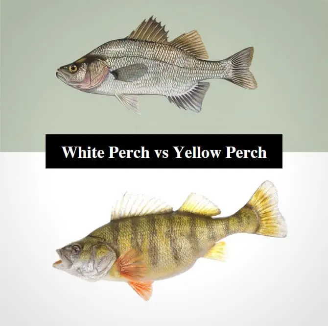 White Perch Vs Yellow Perch