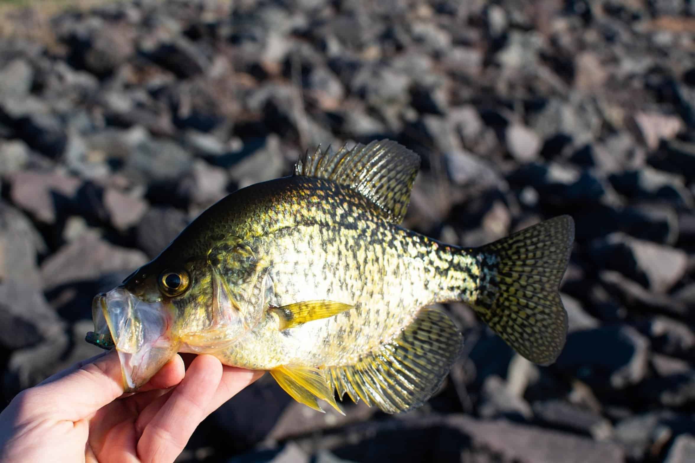 angler holding fish angler holding fish