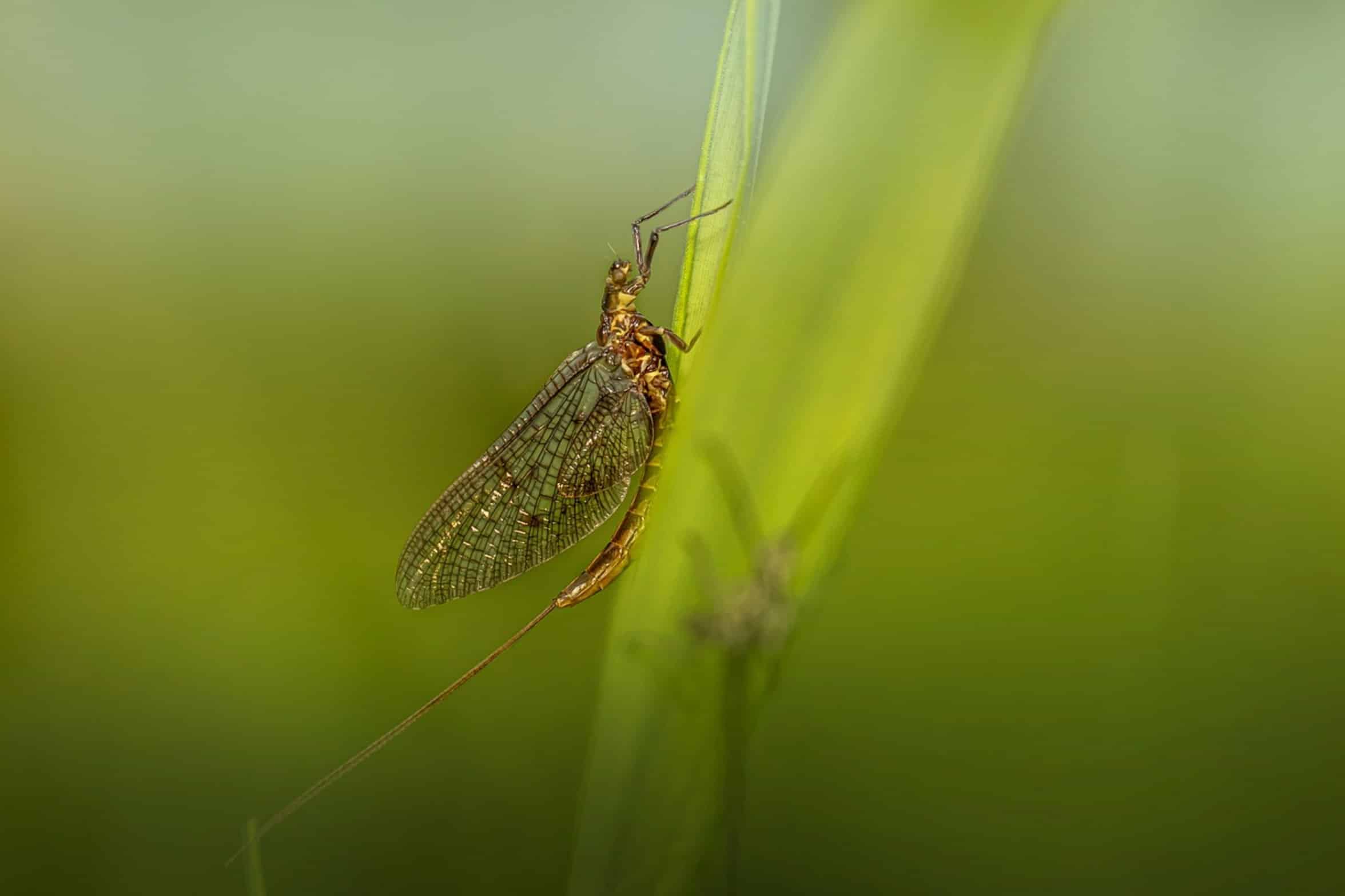 angler holding mayfly angler holding mayfly