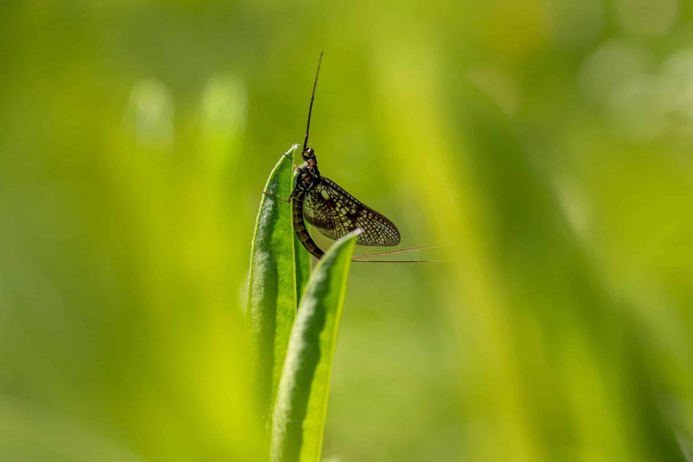 black olive mayfly black olive mayfly