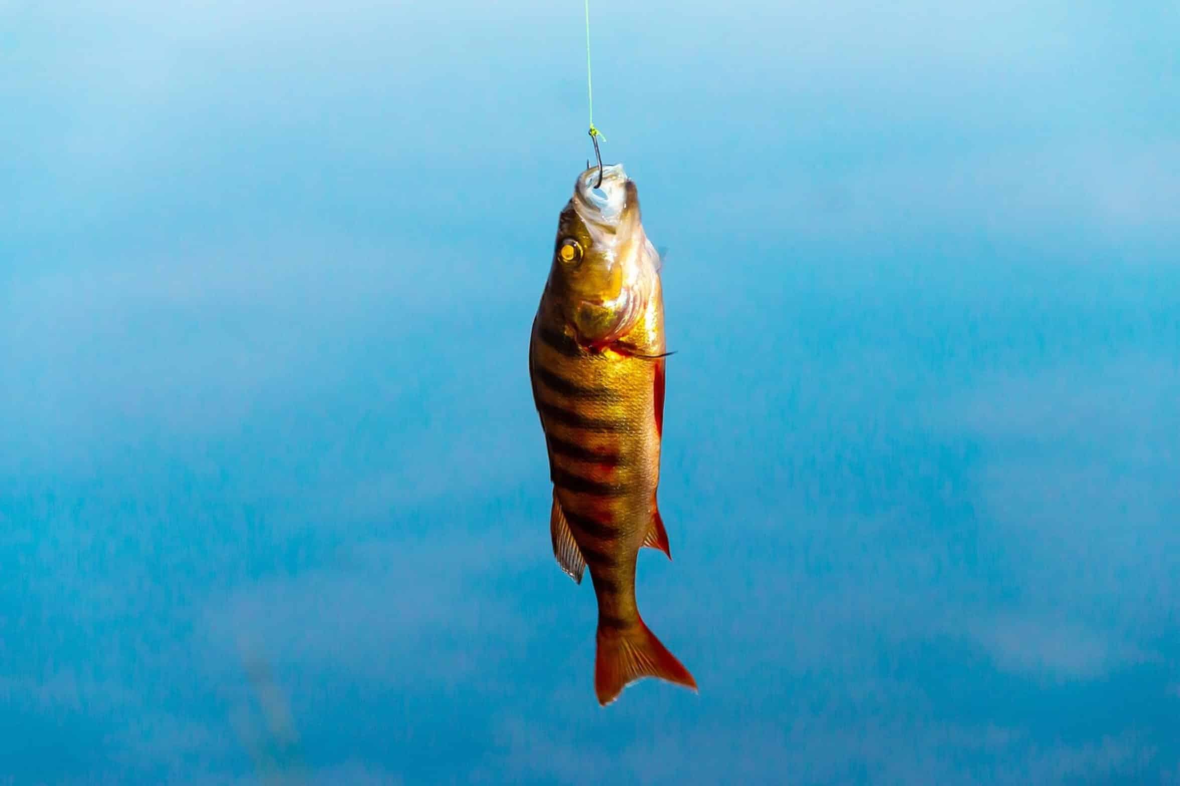 bluegill perch crappie fish bluegill perch crappie fish
