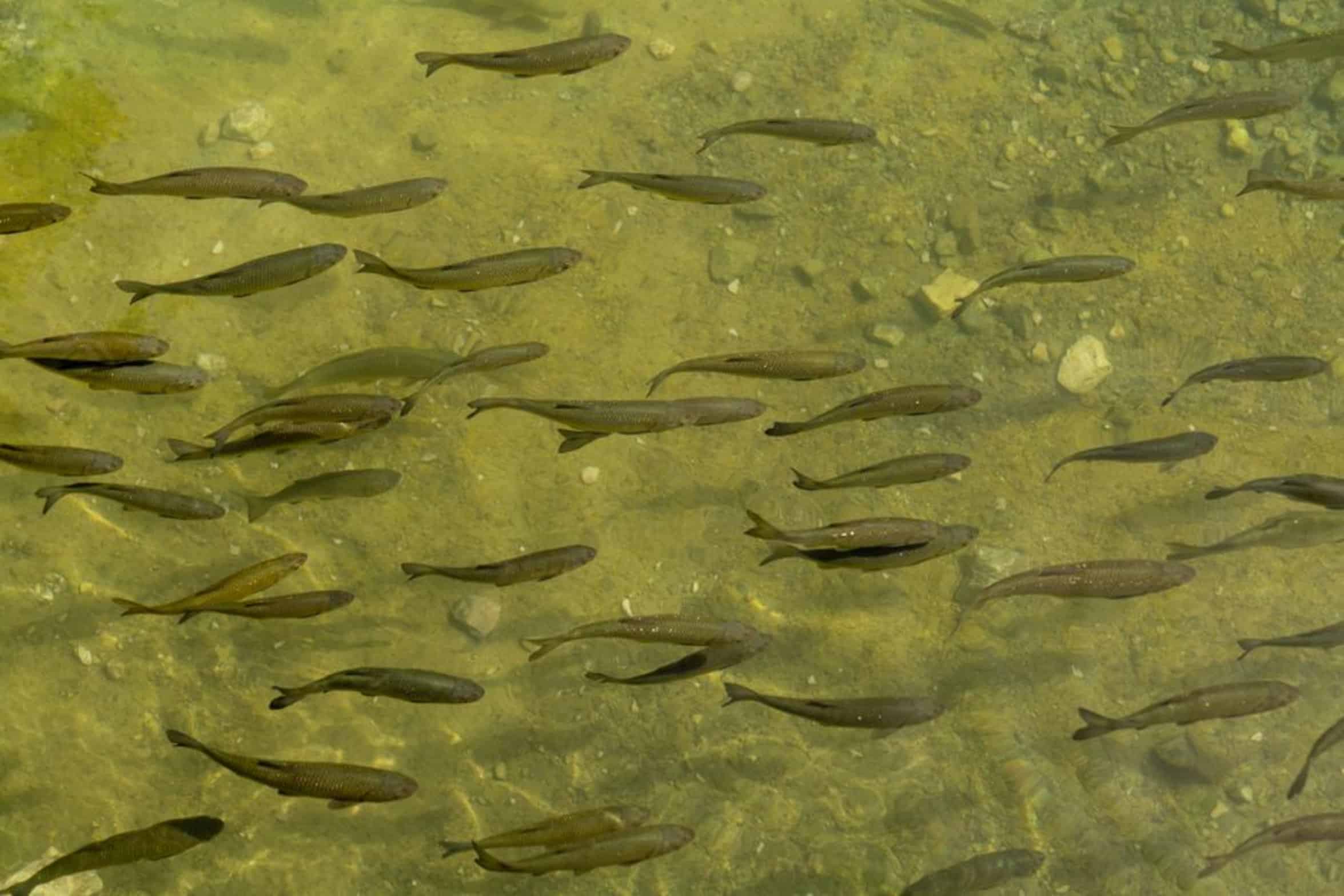 clear river water fish clear river water fish