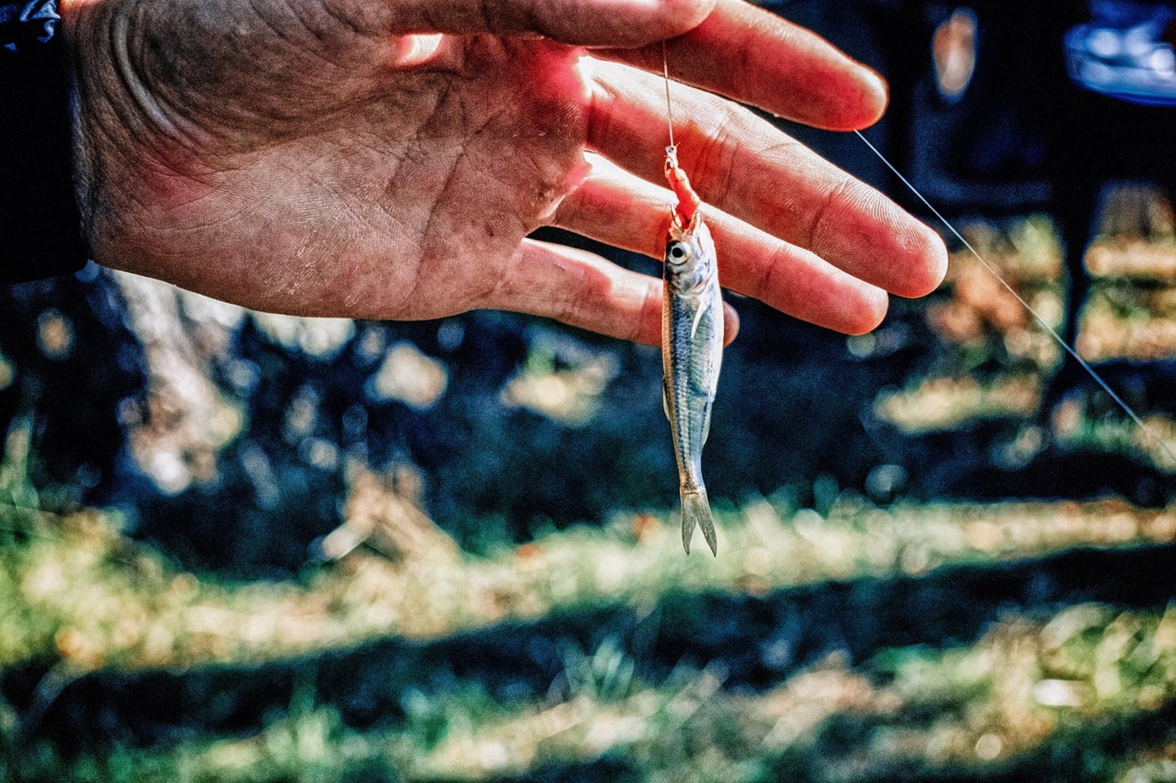 minnow on fishing hook minnow on fishing hook