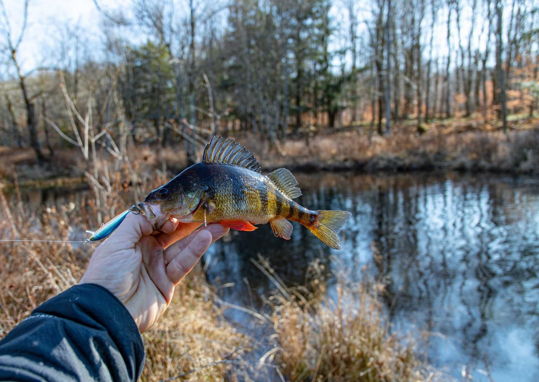 angler holding fish angler holding fish