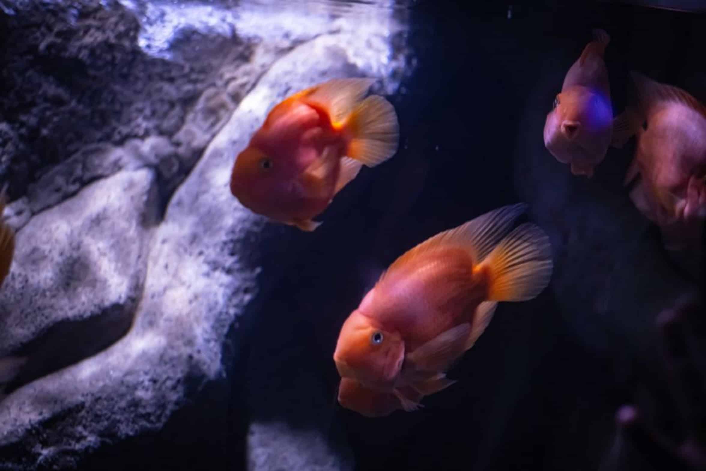 aquarium light fixture aquarium light fixture