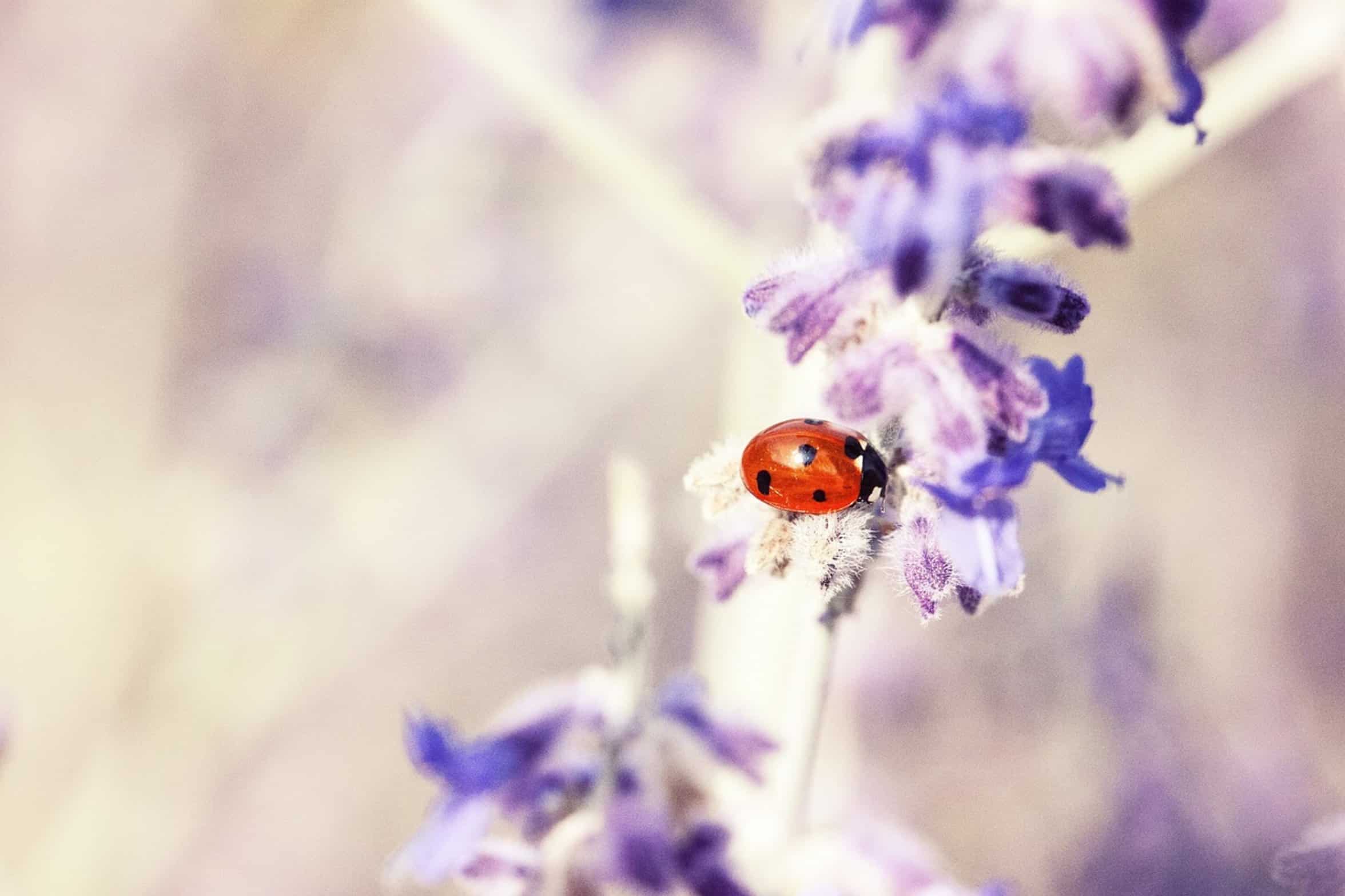 beetle floating on water