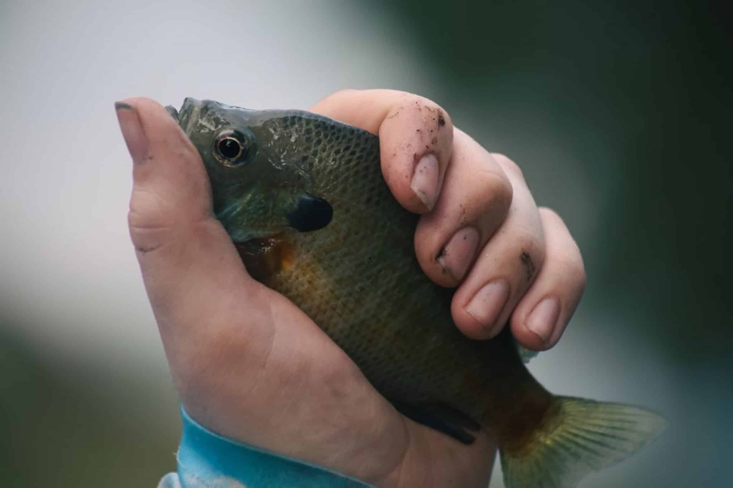 bluegill fish side by side bluegill fish side by side
