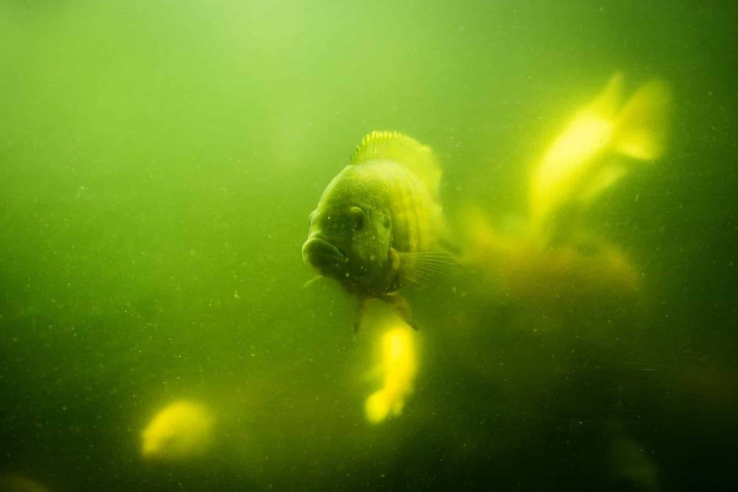 bluegill fish underwater bluegill fish underwater