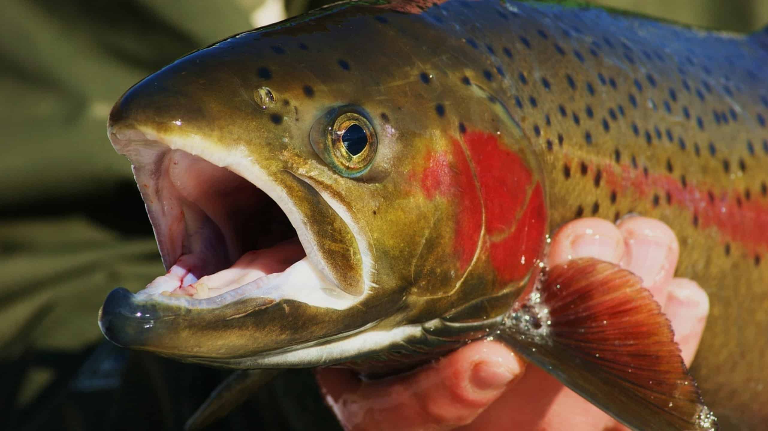 bluegill fly fishing
