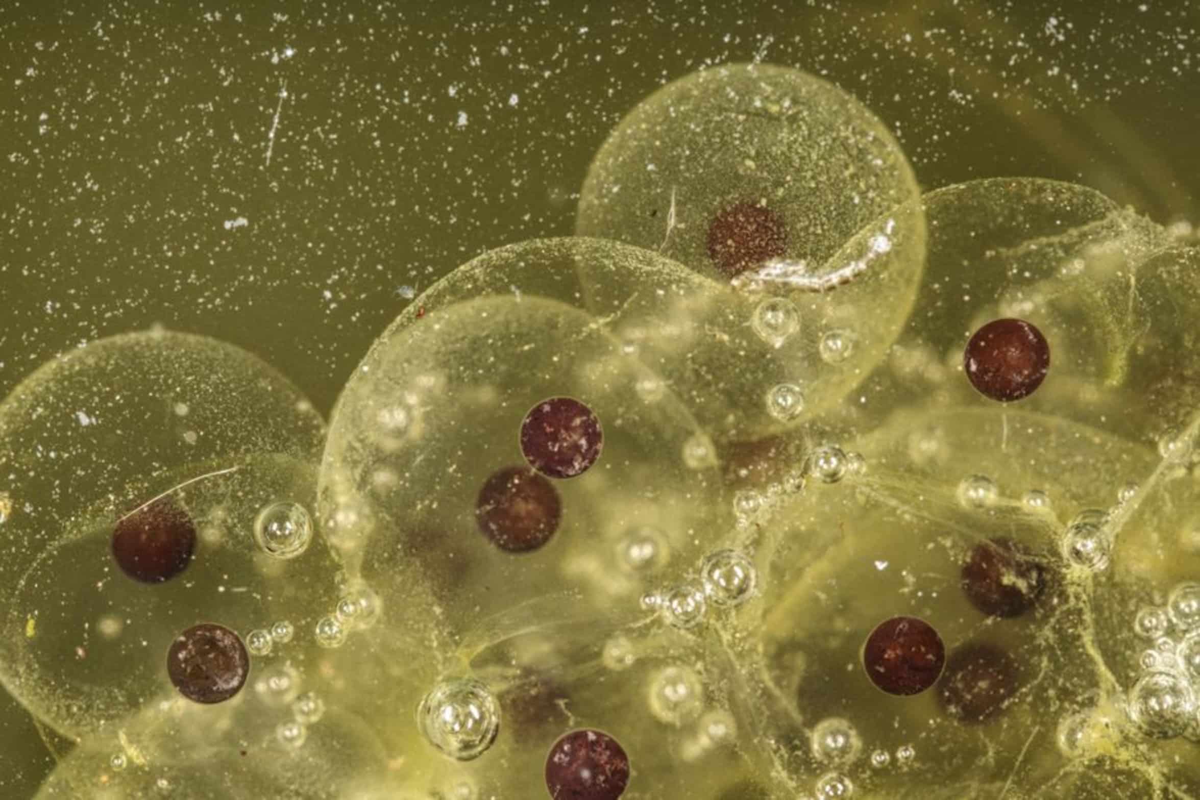 bluegill spawning behavior bluegill spawning behavior