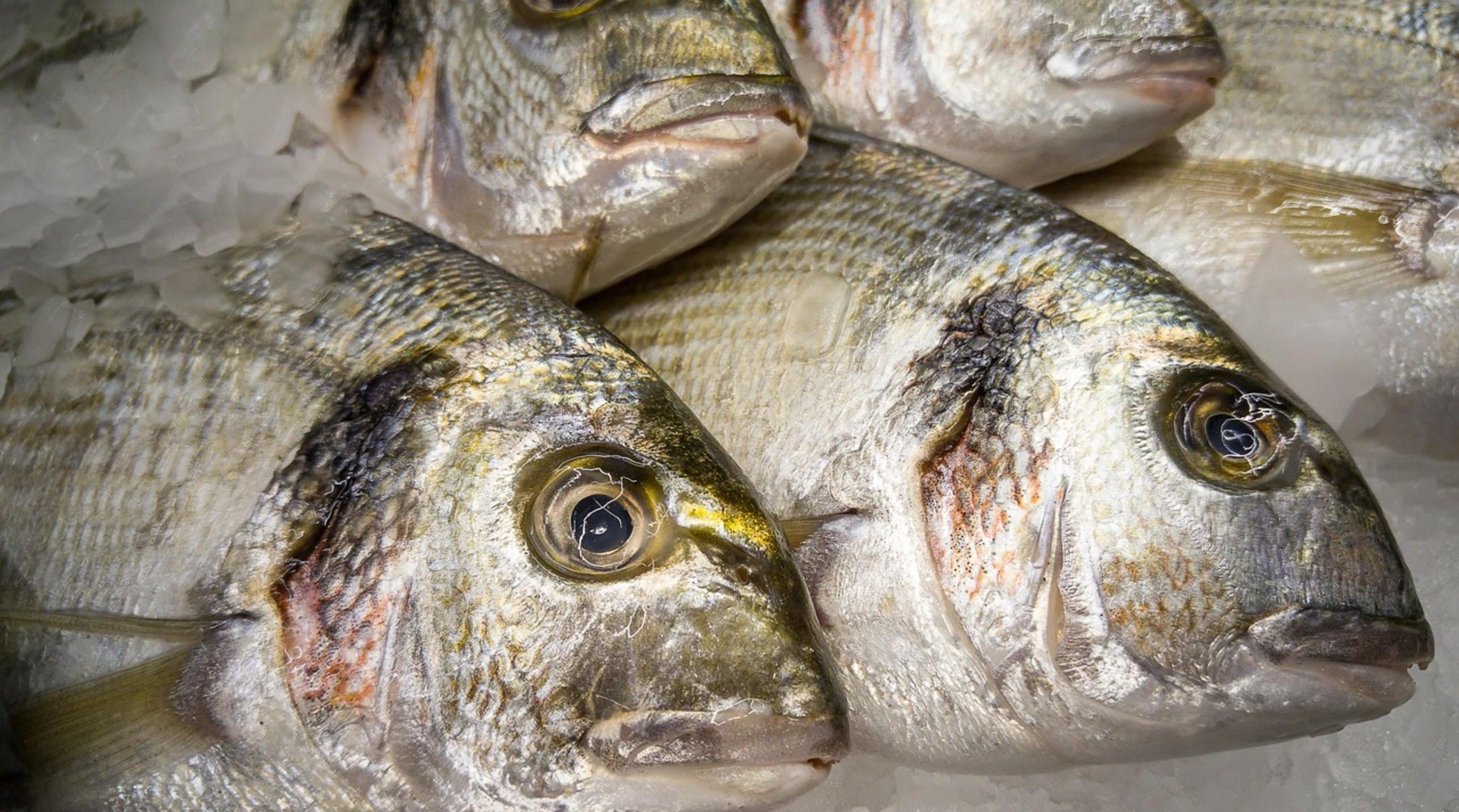 bream fish underwater bream fish underwater