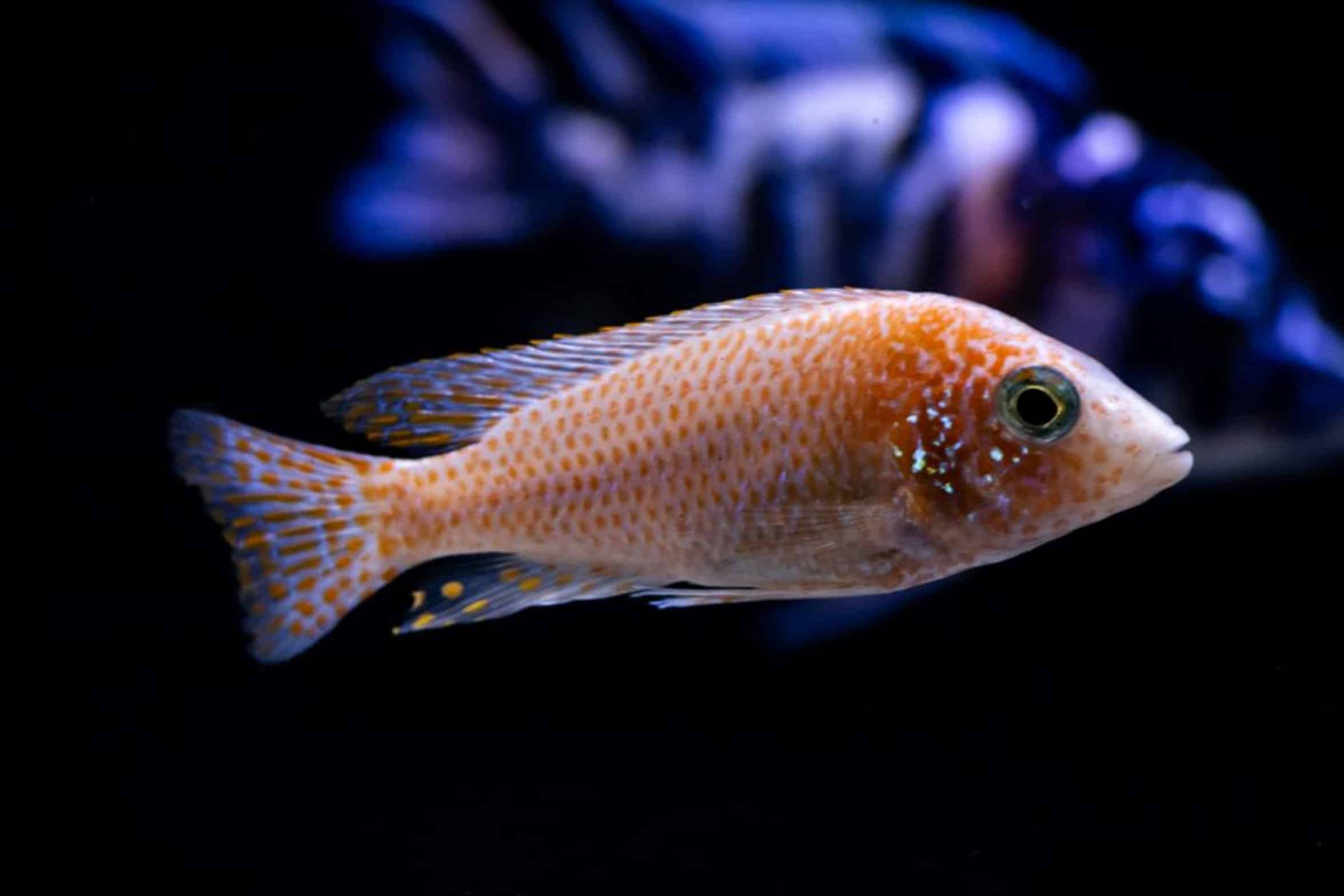 colorful tropical fish colorful tropical fish