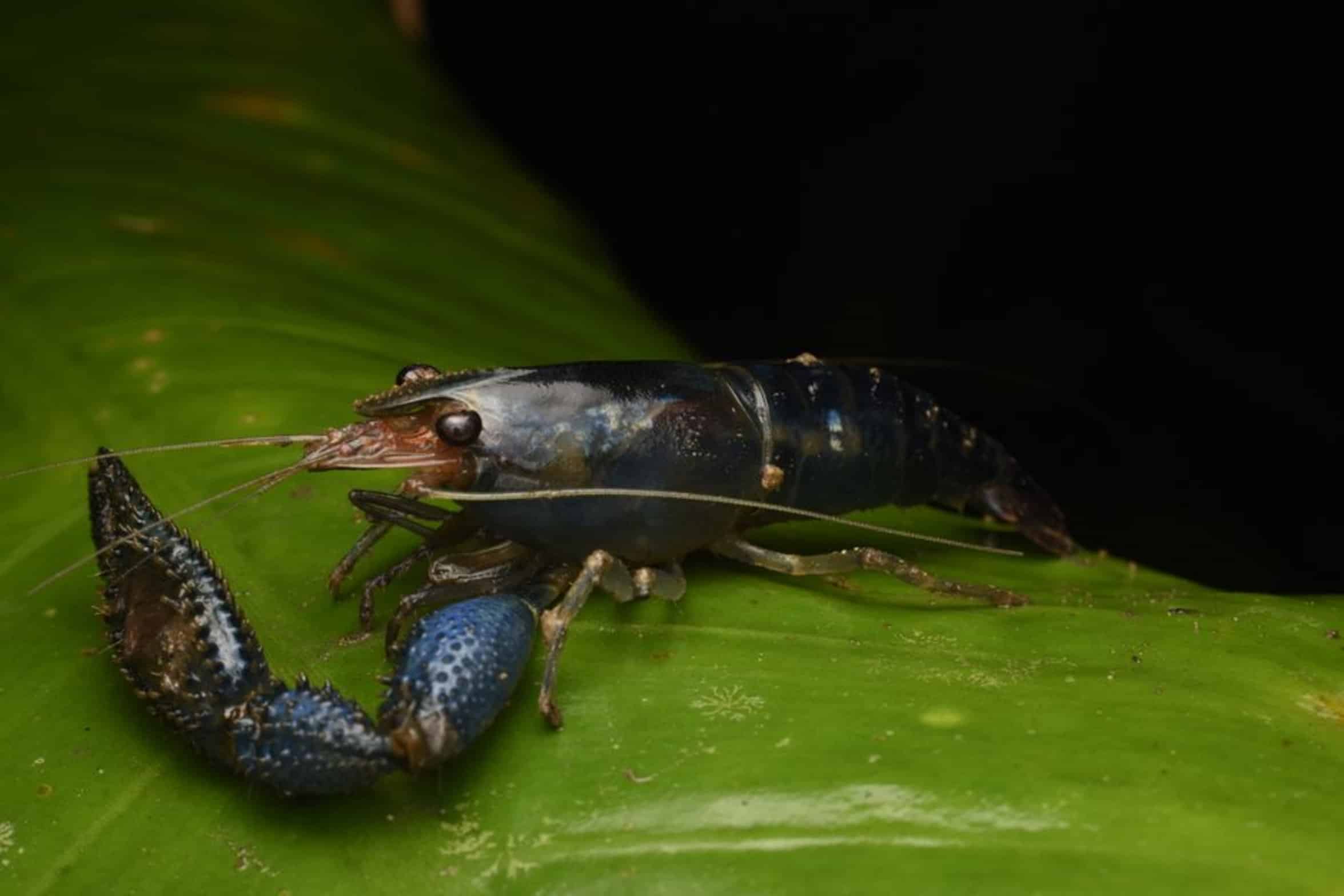 crayfish underwater crayfish underwater