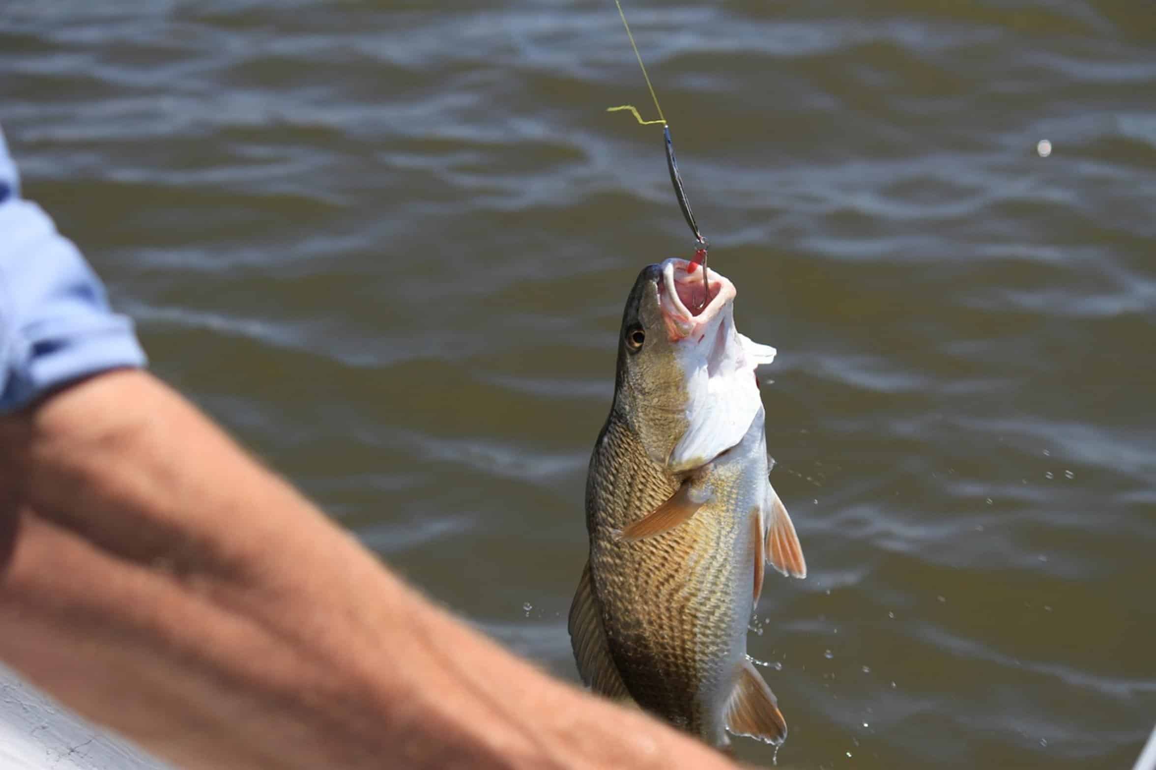 fishing bait on hook fishing bait on hook