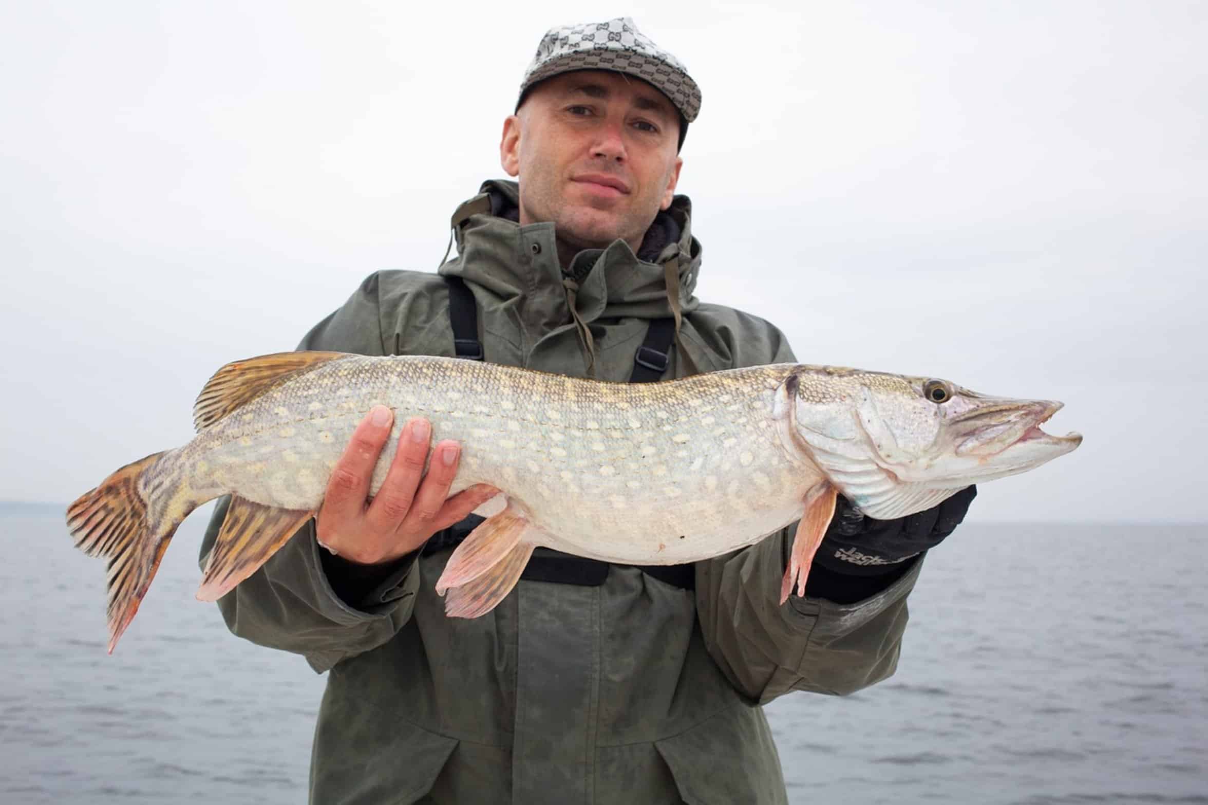 freshwater perch fishing freshwater perch fishing