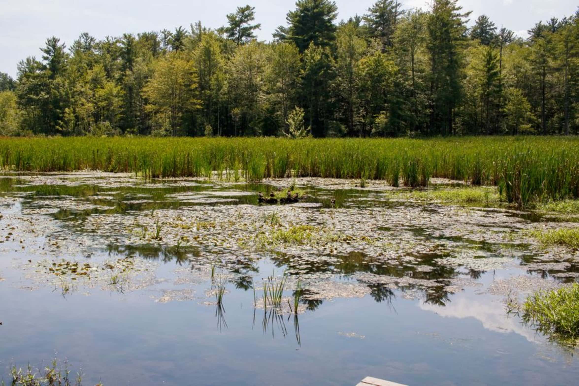 healthy pond ecosystem healthy pond ecosystem