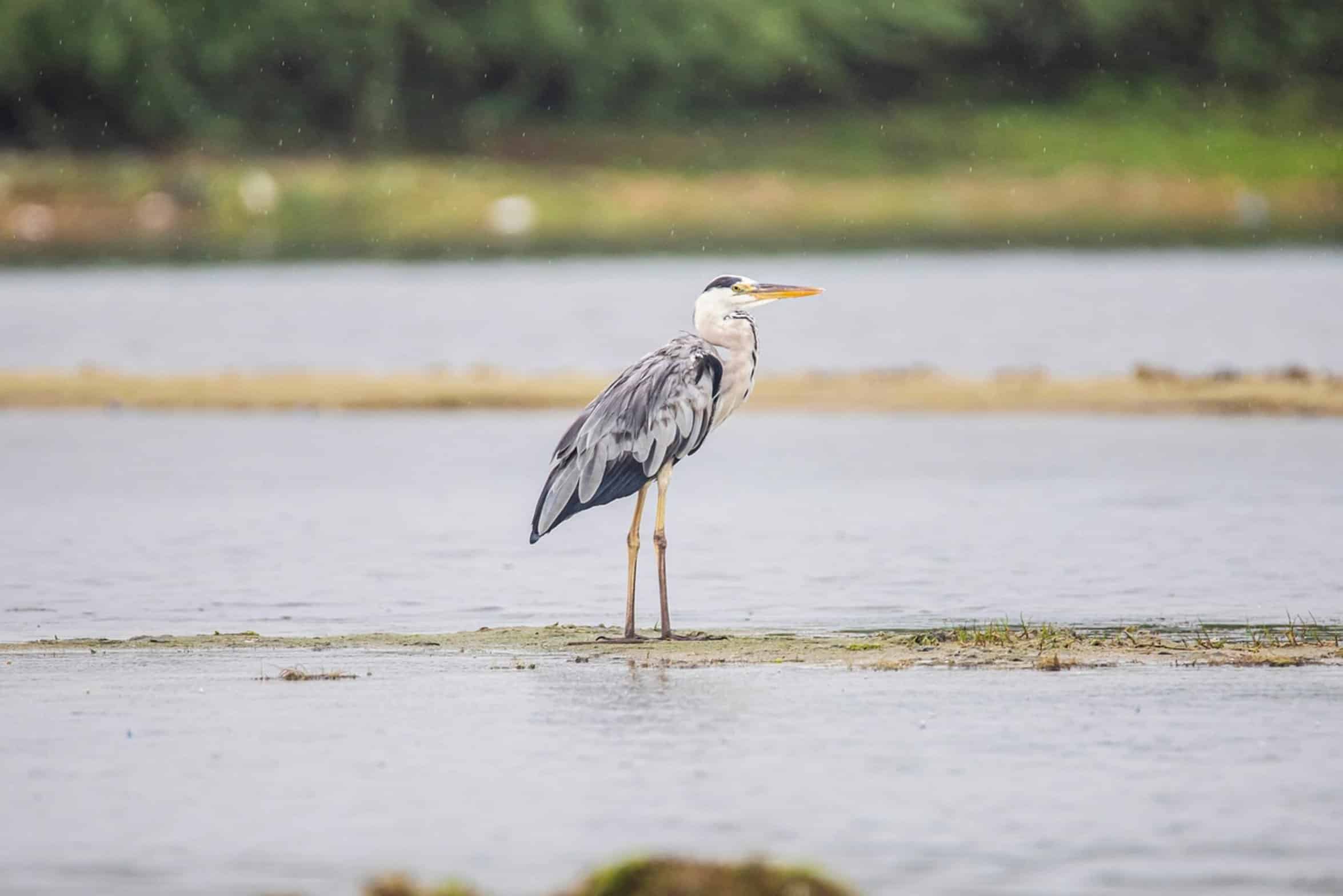 heron bird lake heron bird lake