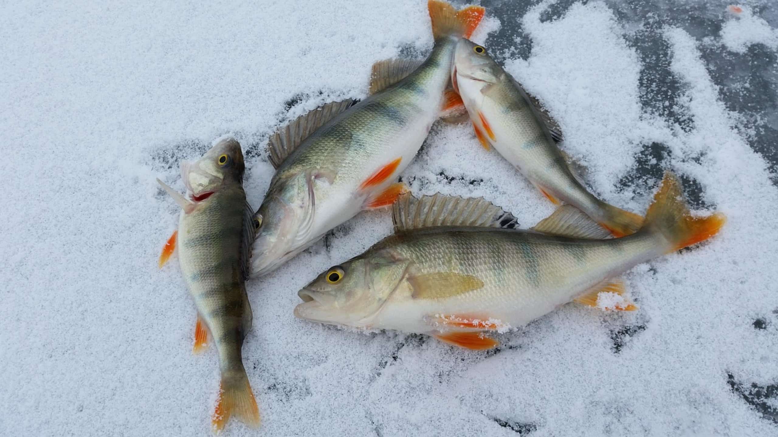 ice fishing lake winter ice fishing lake winter