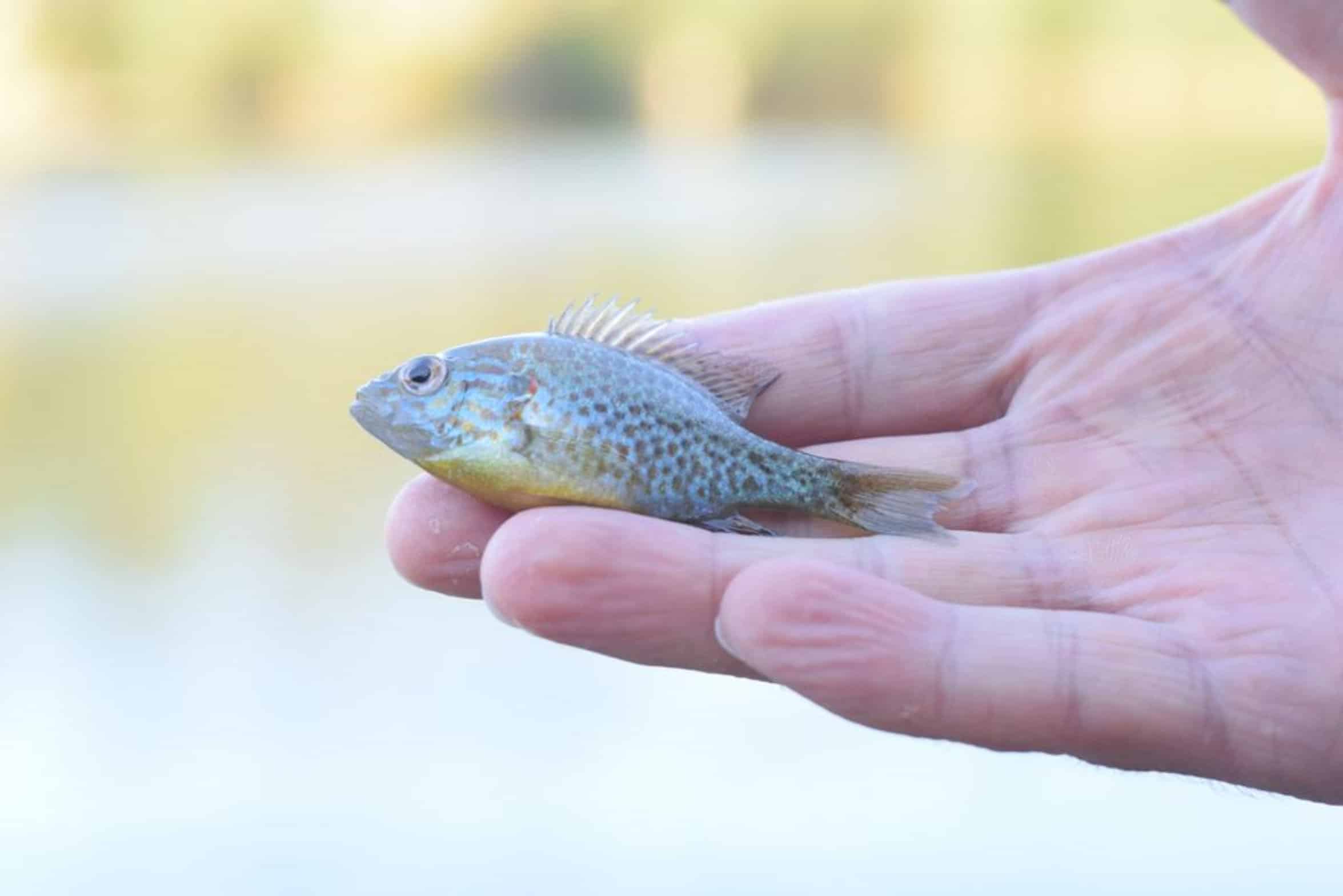 largemouth bass eating bluegill largemouth bass eating bluegill