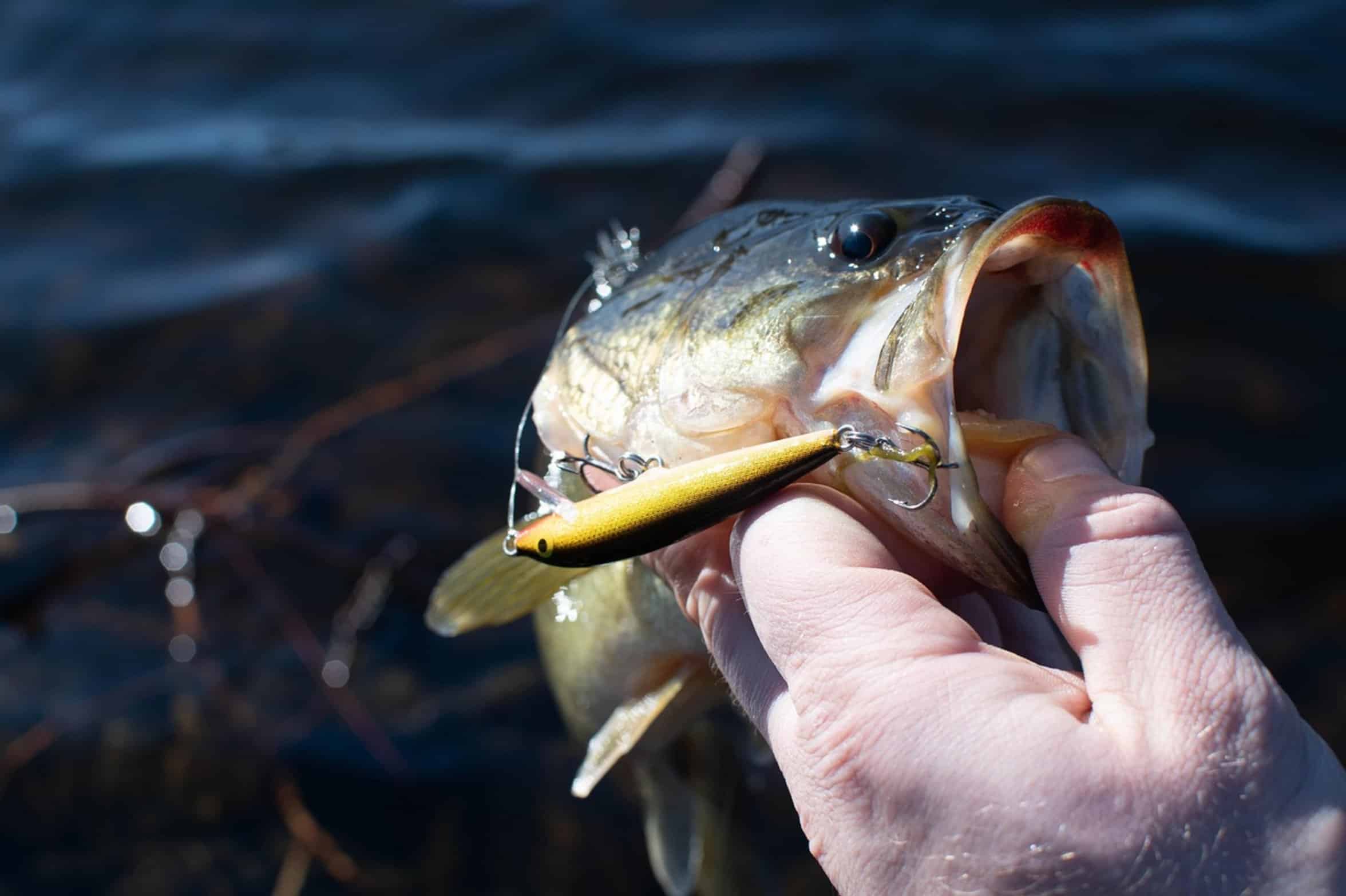 largemouth bass tackle box largemouth bass tackle box