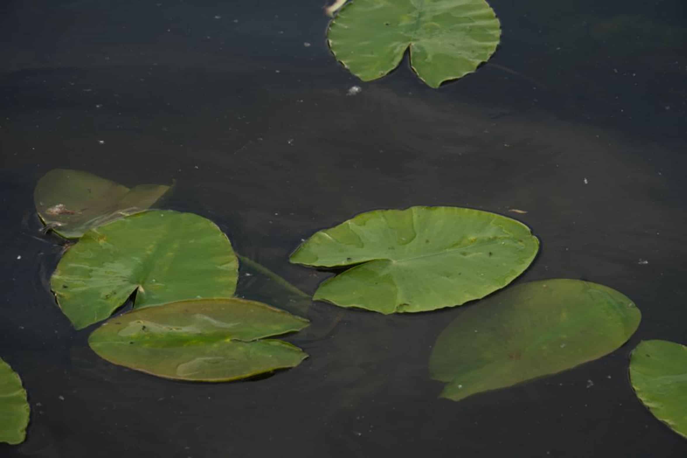 lily pads lake structure lily pads lake structure